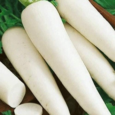 KNESSiN Long Radish (White)-{1200 Seeds} Seed(1200 per packet)