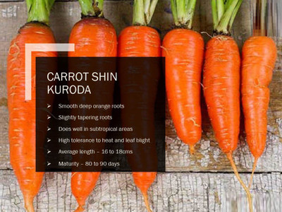 WILLVINE CARROT SHIN KURODA SEEDS(2000 Seeds) Seed(2000 per packet)