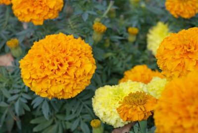 gorgeous moement marigold/gende ka phool flower seeds Seed(50 per packet)