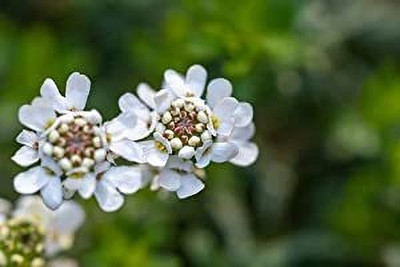 Aywal Candytuft (Perennial) Snowflake Seed(10 per packet)