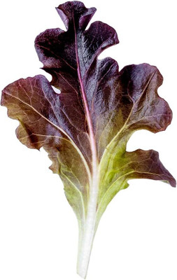 Qualtivate HYB-9A Lettuce Red Oakleaf Seed(300 per packet)