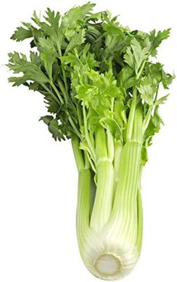 CYBEXIS NDIR-51 - Celery Utah Tall - (750 Seeds) Seed(750 per packet)