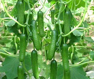 CRGO CUCUMBER , KHEERA Seed(75 per packet)