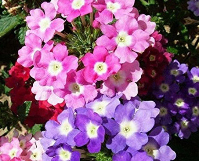 ACCELCROP Verbena- Mammoth Mix Seed(48 per packet)