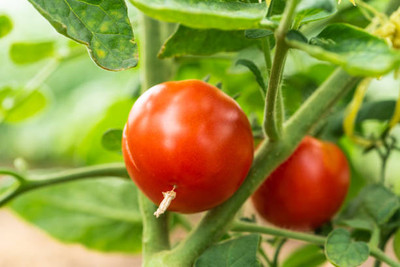 xcentax tomato Seed(115 per packet)