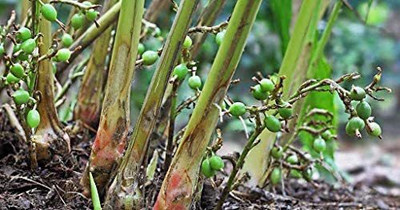 CYBEXIS NBIR-8 - Chota Elach -Cardamom -Veldode -Yallaki -EalaChai - (540 Seeds) Seed(540 per packet)