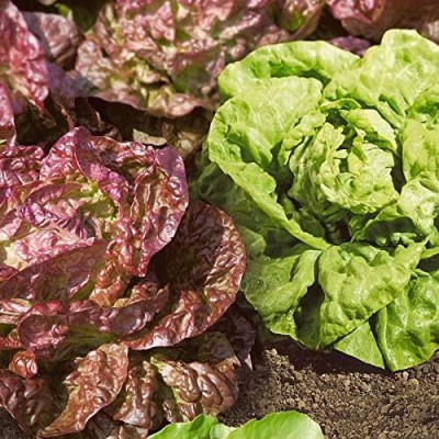 Qualtivate PUA-7A Butterhead Blend Lettuce Seeds Seed(300 per packet)