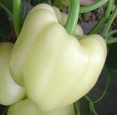 WILLVINE LX-630 White CAPSICUM SIMLA MIRCHI SEEDS Seed(200 per packet)