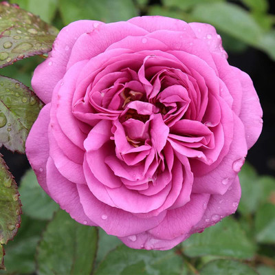 Qualtivate NDIR-548 Rose Seeds for Planting Seed(50 per packet)