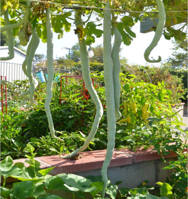 VYDER Snake Gourd White Long Seed(100 per packet)