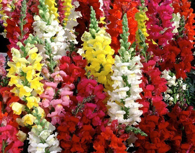 CYBEXIS SNAPDRAGON-50 Seeds Seed(50 per packet)
