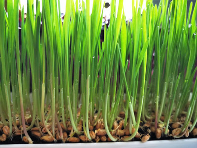 Biosnyg Vital Green Hard Red Wheatgrass Seeds for Sprouting & Juicing-(20000 Seeds) Seed(20000 per packet)