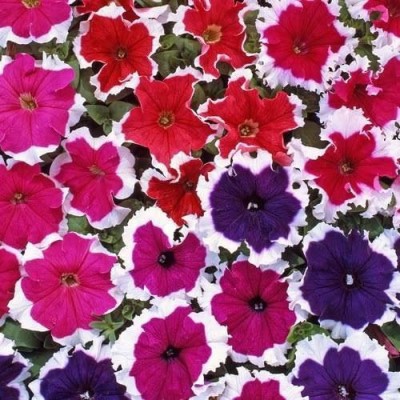 KANAYA Petunia Mix Flower Seed(90 per packet)