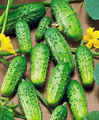 WHYGI Cucumber Rodnichok F1 Source Pickling Heirloom Vegetable Seeds-CuC_1559 Seed(500 per packet)