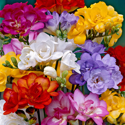 LYRS Freesia Double Imported Mix Flower Bulb For Gardening- 2 Seed(2 per packet)