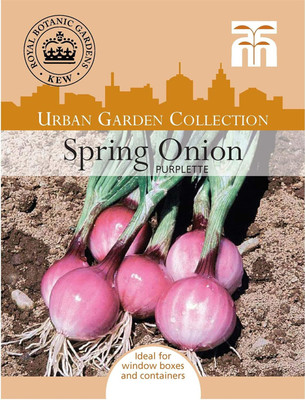 KNESSiN Kew Urban Vegetables - Spring Onion Purplette Seed(300 per packet)