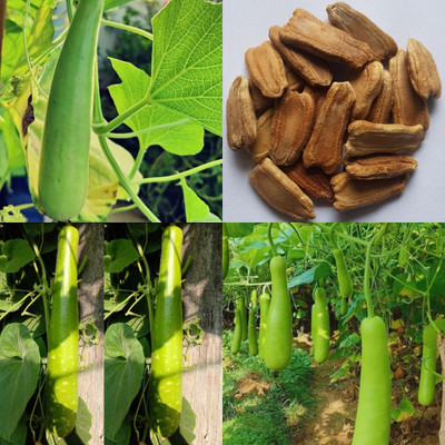 ibains Round bottle gourd seeds hybrid f1 10 Seed(10 per packet)
