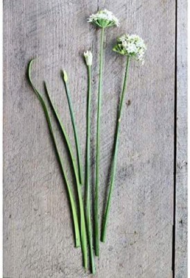 VibeX ATS-84 - Garlic Chive Herb - (250 Seeds) Seed(250 per packet)