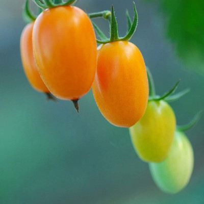 CYBEXIS High Germination Rainbow Cherry Tomato Seeds2000 Seeds Seed(2000 per packet)