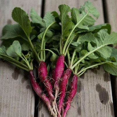 CYBEXIS Long Scarlet Radish2400 Seeds Seed(2400 per packet)