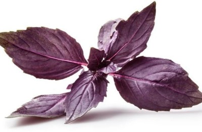 ONUS Seeds Herb Purple Basil Rare Natural Seed(250 per packet)