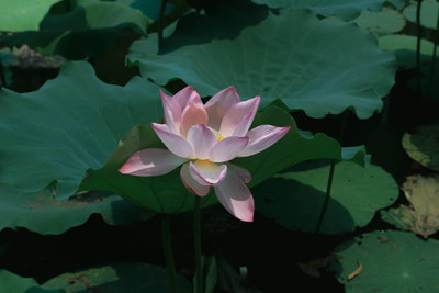 BDSresolve lotus,kamal seeds Seed(10 per packet)