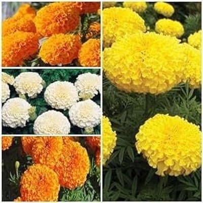 Lorvox Marigold seeds, Genda Phool Beej Seed(10 per packet)