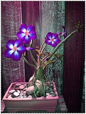 Qualtivate GBPUT-65 Adenium Obesum Desert Rose Seeds Seed(30 per packet)