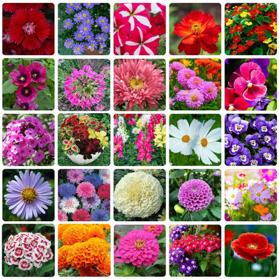 BISWAS 25 Variety Of Flower Seeds Combo Pack Seed(10 per packet)