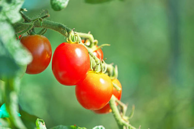 SeedLife tomato Seed(150 per packet)