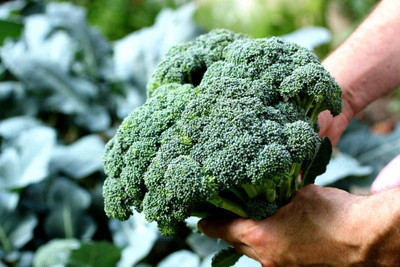 VibeX ® LXI-302 Hybird Broccoli Seeds Seed(200 per packet)