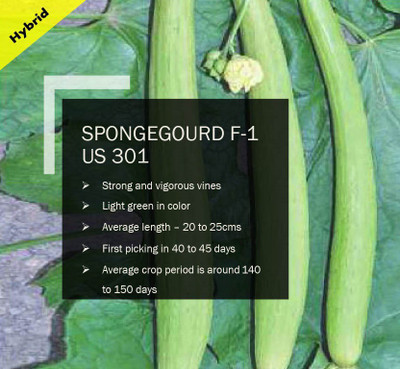 CYBEXIS SPONGEGOURD F-1 PUAS-301 SEEDS(100 Seeds) Seed(100 per packet)