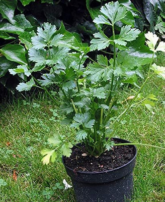 Qualtivate PUAS-229 Chinese Celery Seeds Seed(500 per packet)