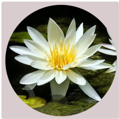 VibeX XL-46 - Water Lily/Lotus - (30 Seeds) Seed(30 per packet)