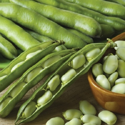 WANCY Broad Bean Statissa Seed(25 per packet)