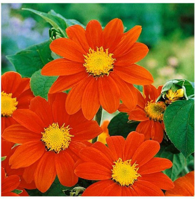 madrid Tithonia Torch Red Flower Seed(10 per packet)