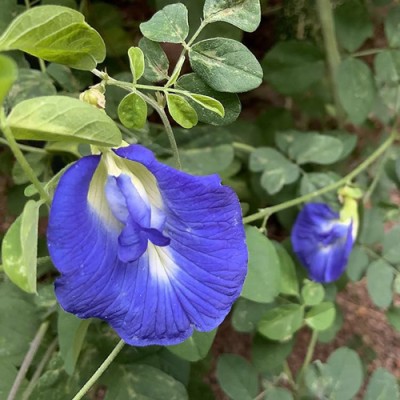 SeeGreen Aparajita Double Mixed Seeds All Color, Butterfly Pea Seeds, Clitoria Ternatea Seed(15 per packet)