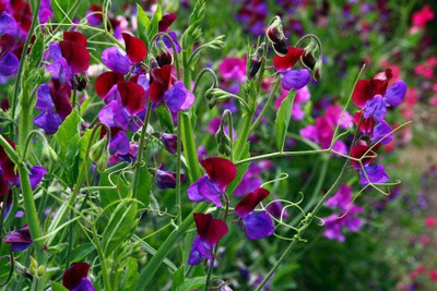 ACCELCROP Sweet Pea Mixed Color Hybrid Flower Seed(110 per packet)