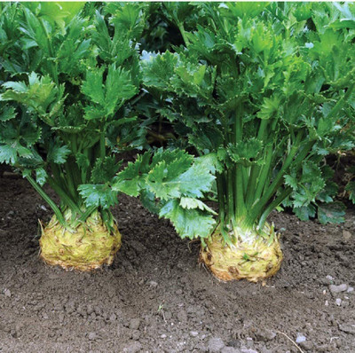 VibeX XLR-23 - Celeriac Giant Prague Celeriac - (2250 Seeds) Seed(2250 per packet)