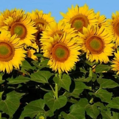 Aywal Sunflower Mix Color Flower Seed(10 per packet)