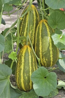 Jignishaseeds Sambar cucumber / Madras cucumber / Mangaluru southekayi - Seeds Seed(30 per packet)