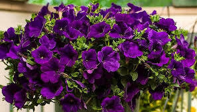 ibains Petunia red flower seed Seed(110 per packet)