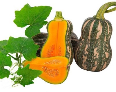 Farmonix High Quality Pumpkin Squash Vegetable Seed(2000 per packet)