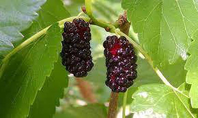 Oliver MULBERRY (shshatoot) fruit seeds Seed(21 per packet)