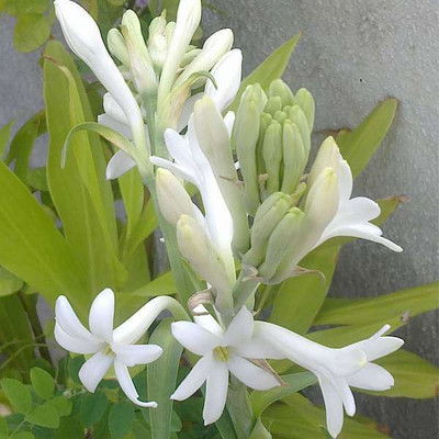 BDSresolve tuberose seeds/Tuberose flower seeds 8 Seed(8 per packet)