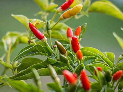 WILLVINE MAH -IV African Bird Eye Chilli Kanthari Mulaku[25gm, 5000 Seeds] Seed(5000 per packet)