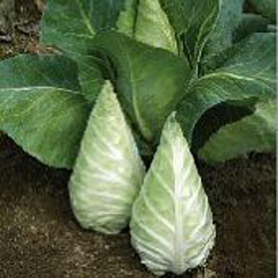 Biosnyg Caraflex Cabbage Seeds-250 Seeds/1gm Seed(250 per packet)