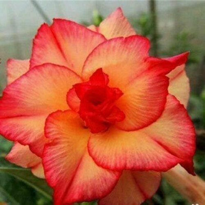 Qualtivate VXI-363 Double Red Yellow Desert Rose Seeds Seed(30 per packet)