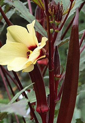 KANAYA Red Okra Lady Finger Seed(10 per packet)
