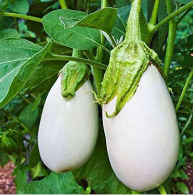 Quentova Brinjal-VS Seed(300 per packet)